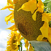 АГОРА